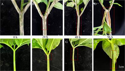 Phenylpropane biosynthesis and alkaloid metabolism pathways involved in resistance of Amorphophallus spp. against soft rot disease